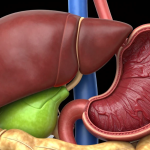 How Much Does a Gallbladder Weigh? Exact Weight and Surprising Facts