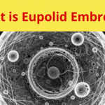 What Is a Euploid Embryo? A Complete Guide for IVF Patients