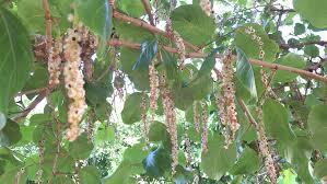 Papaturro (Coccoloba caracasana ...