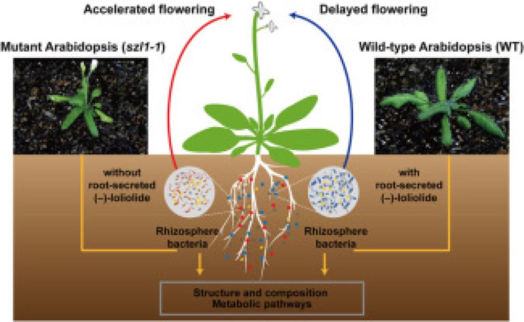 Arabidopsis thaliana: The Ultimate Guide to the World’s Most Important Model Plant (2026)