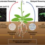 Arabidopsis thaliana: The Ultimate Guide to the World’s Most Important Model Plant (2026)