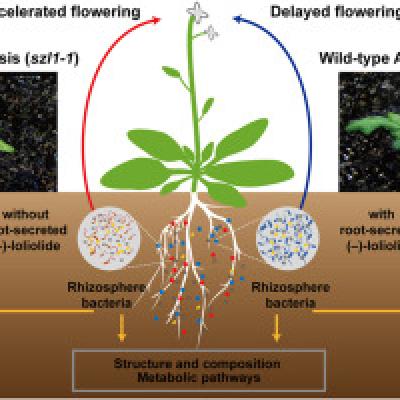 Arabidopsis thaliana: The Ultimate Guide to the World’s Most Important Model Plant (2026)