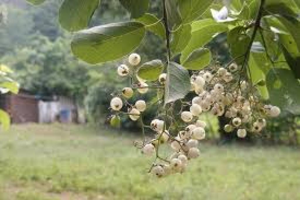 Papaturro Fruit Explained: Nutrition, Uses, and Health Benefits