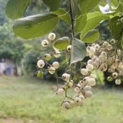 Papaturro Fruit Explained: Nutrition, Uses, and Health Benefits